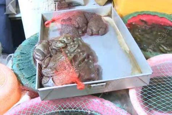 夫妻兩人抓蟾蜍食用，妻子因吃蟾蜍卵中毒身亡(3)
