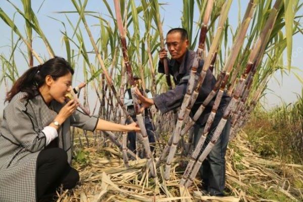 女子吃甘蔗中毒，導(dǎo)致抽搐30年，這種甘蔗不要吃！(3)