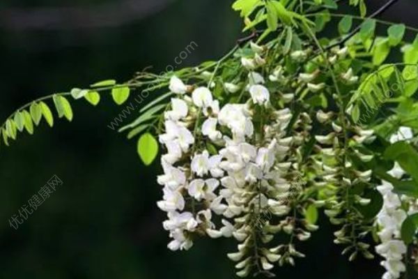 這些野菜竟然都有毒！你還敢吃嗎？(2)