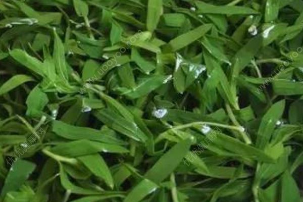 這些野菜竟然都有毒！你還敢吃嗎？(3)