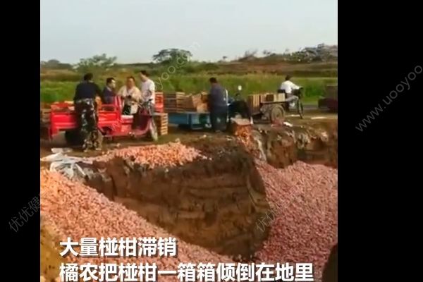 果農(nóng)忍痛傾倒萬斤滯銷椪柑，椪柑的營養(yǎng)功效有哪些？(2)