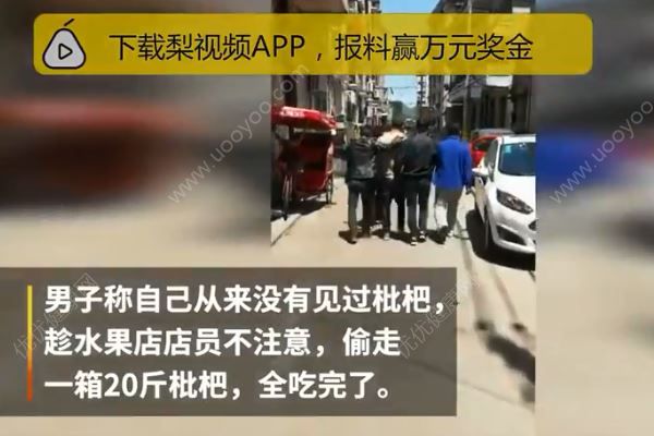 北方小伙沒見過南方枇杷，偷20斤一口氣吃光(3)
