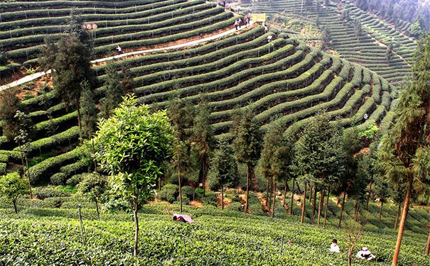 綠茶可以去黑眼圈嗎？綠茶去黑眼圈的方法(1)