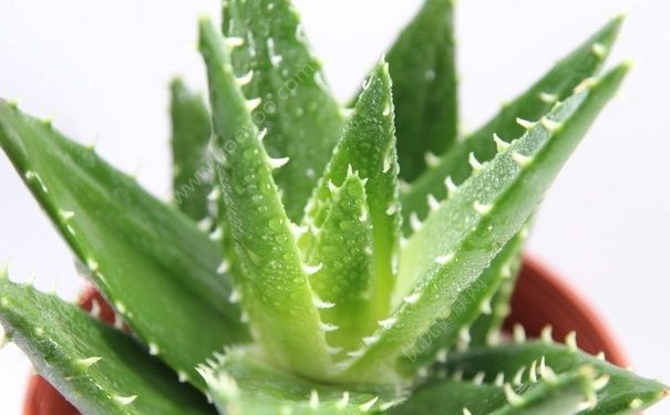 蘆薈能去斑嗎？蘆薈能去老年斑嗎？(2)