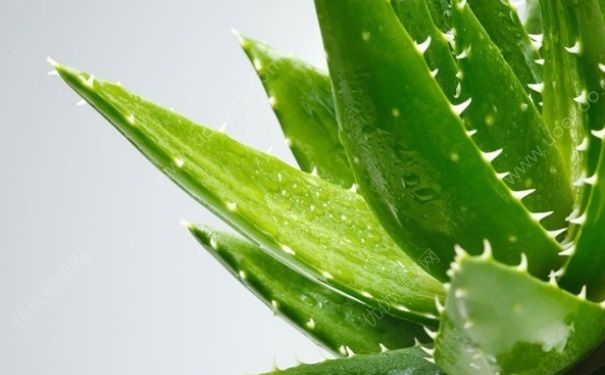 蘆薈能去斑嗎？蘆薈能去老年斑嗎？(4)