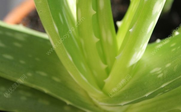 蘆薈能淡化疤痕嗎？蘆薈對妊娠紋有作用沒？(1)