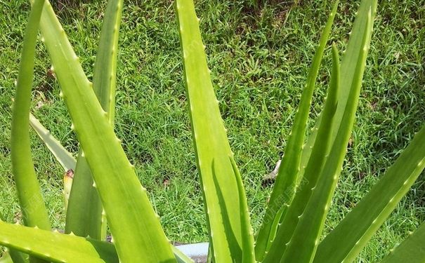 蘆薈能淡化疤痕嗎？蘆薈對妊娠紋有作用沒？(3)