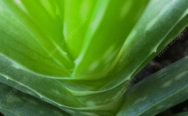 蘆薈能治蚊蟲叮咬嗎？蘆薈能治蚊子咬嗎？(1)