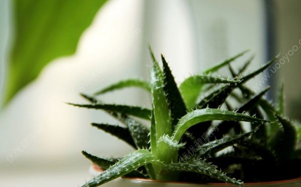 蘆薈能治蚊蟲叮咬嗎？蘆薈能治蚊子咬嗎？(2)