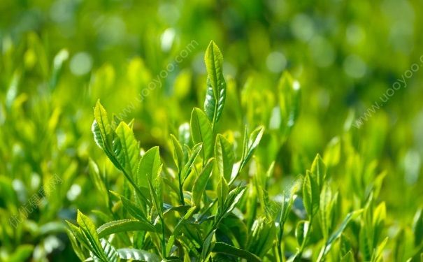 綠茶面膜有什么好處？綠茶面膜有什么功效？(4)
