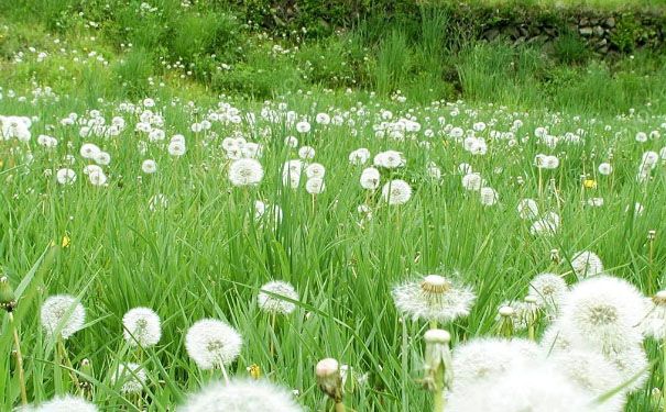蒲公英能治痘痘嗎？蒲公英治痘痘效果怎么樣？(1)