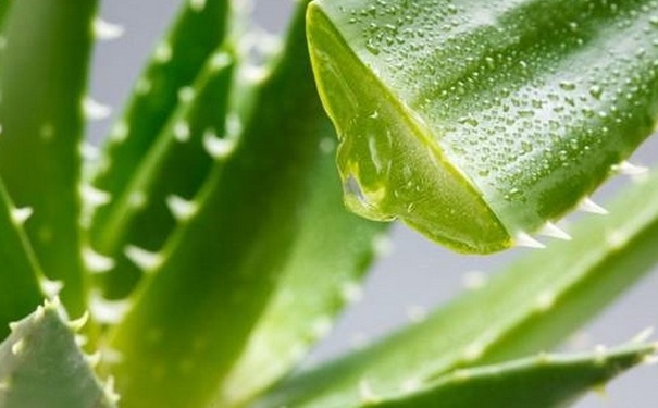 蘆薈孕婦可以吃嗎？孕婦吃蘆薈會(huì)流產(chǎn)嗎？(1)