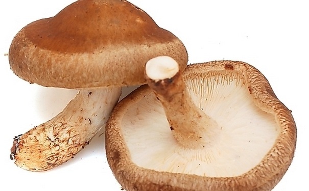 吃哪些食物能美白肌膚？哪些食物能豐胸和護(hù)眼？(1)