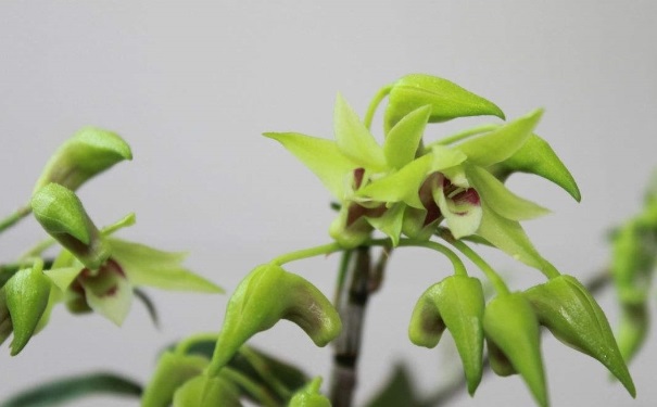 陰虛體質(zhì)怎么調(diào)理？陰虛體質(zhì)吃什么好？(1)