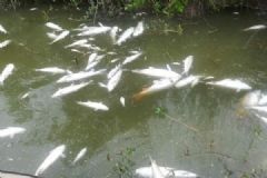 魚塘8萬斤魚全死光：檢出石油類污染物，超標(biāo)572倍[多圖]