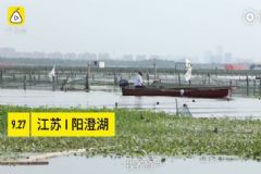 去陽澄湖吃正宗大閘蟹？當?shù)厝耍赫诘哪憧隙ㄙI不到[多圖]