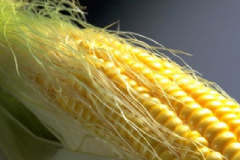 寶寶吃玉米的好處有哪些？怎樣挑好吃的玉米？[圖]