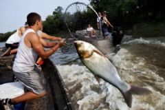 亞洲鯉魚(yú)跳上船嚇壞外國(guó)小哥，美國(guó)人為什么不吃亞洲鯉魚(yú)？[多圖]