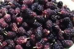 腎臟不好吃什么食物調(diào)理？調(diào)理腎臟的食物有哪些？[圖]
