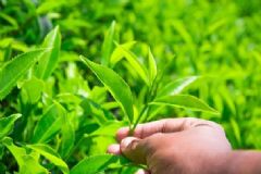 如何鑒別綠茶的好壞？怎樣鑒別綠茶的優(yōu)劣？[圖]