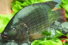 春季多吃魚有哪些好處？春季養(yǎng)生吃魚該怎么挑選？[圖]