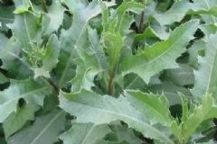 刺兒菜能吃嗎？刺兒菜的做法[圖]