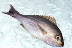 如何選擇新鮮的魚(yú)？怎么判斷魚(yú)新鮮不新鮮？[圖]