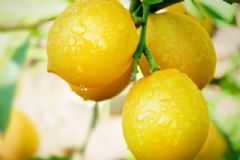 吃什么可以排出體內(nèi)毒素？哪些食物可以排除體內(nèi)毒素？[圖]