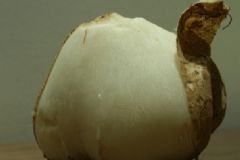 怎么挑選涼薯？涼薯發(fā)芽了還可以食用嗎？[圖]