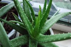 蘆薈是什么氣候型植物？蘆薈喜陰還是喜陽？[多圖]