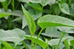空心菜葉子可以吃嗎？空心菜葉子能吃嗎？[多圖]
