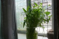 空心菜可以水培嗎？空心菜放在水里能活嗎？[多圖]