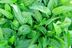 空心菜是菠菜嗎？空心菜是不是菠菜？[多圖]