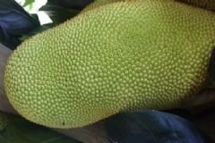 菠蘿蜜怎么看熟不熟？菠蘿蜜怎么催熟？[多圖]
