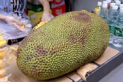 菠蘿蜜怎么看壞沒(méi)壞？菠蘿蜜壞了什么樣？[多圖]