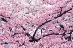 櫻桃是櫻花的果實(shí)嗎？櫻桃與櫻花的關(guān)系[多圖]