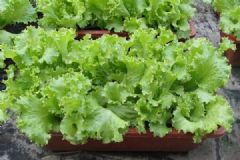 生菜怎么種？家里種的生菜能吃嗎？[多圖]