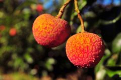 紅毛丹是荔枝嗎？紅毛丹和荔枝有什么區(qū)別？[多圖]