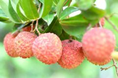 荔枝是哪里的特產(chǎn)？哪里的荔枝最出名？[多圖]