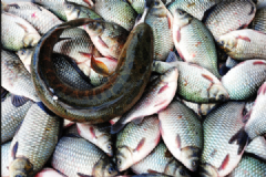 買魚(yú)要注意什么？什么樣的魚(yú)不能吃？[多圖]