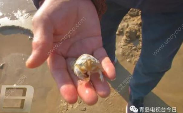 青島市民組團挖“海知了”，專家：再吃又要滅絕了(2)