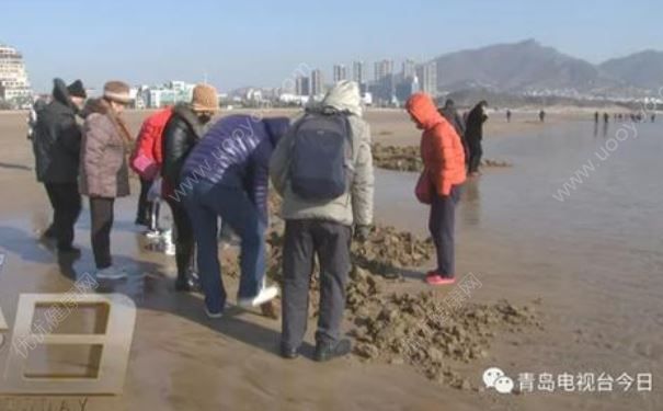 青島市民組團挖“海知了”，專家：再吃又要滅絕了(3)