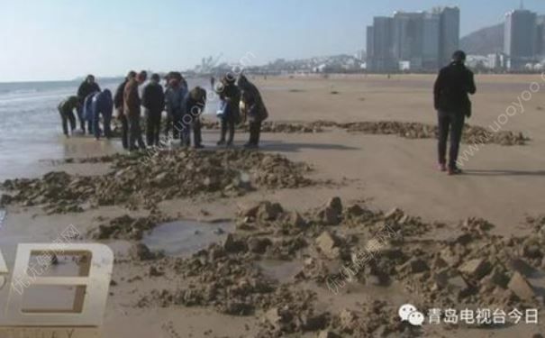 青島市民組團挖“海知了”，專家：再吃又要滅絕了(4)