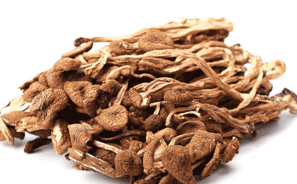 茶樹菇的家常做法有哪些？常吃茶樹菇的好處有哪些？(1)