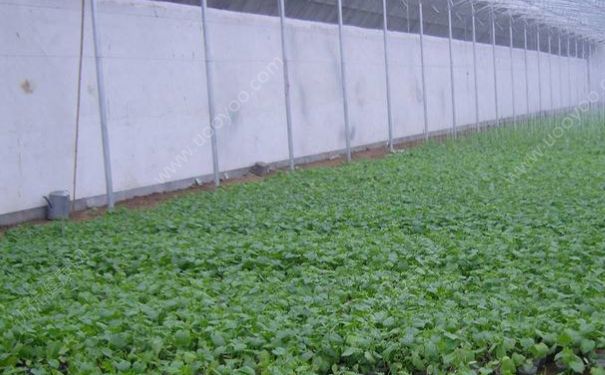 大棚種植的蔬菜有哪些品種？大棚蔬菜是不是味道更好些？(3)