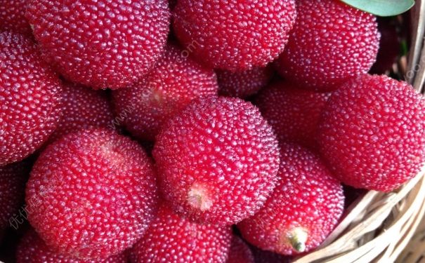 楊梅的營養(yǎng)功效有哪些？吃楊梅要注意什么禁忌？(1)