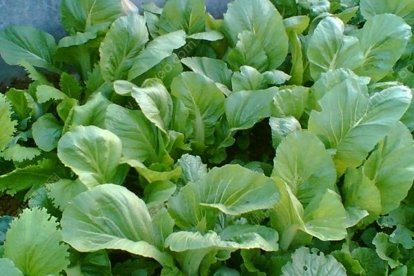 低熱量高營(yíng)養(yǎng)的蔬菜有哪些？哪些蔬菜熱量低營(yíng)養(yǎng)高？(2)