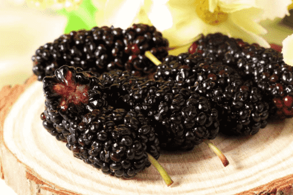 經(jīng)常吃桑葚有什么好處？食用桑葚的禁忌有哪些？(1)