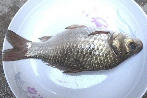 鯽魚的營養(yǎng)功效有哪些？怎樣吃鯽魚對健康最有利？(1)