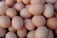 營養(yǎng)雞蛋餐的食譜有哪些？美味好吃的雞蛋餐有哪些？[圖]